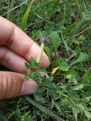 Chamaecytisus wulfii