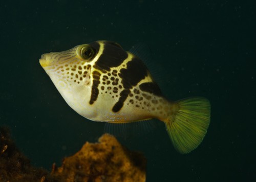 Valse scherpneuskogelvis (Paraluteres prionurus) — Monacanthidae — 2