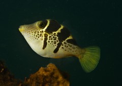 Paraluteres prionurus