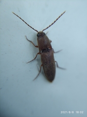 Coleoptera