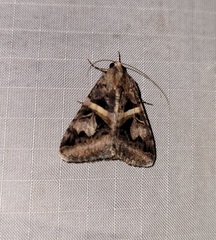 Drasteria grandirena