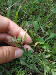 Chamaecytisus wulfii