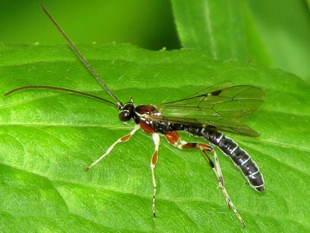 Perithous scurra