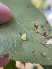 Caryomyia persicoides