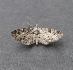 Eupithecia interruptofasciata
