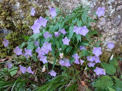 Campanula carpatica
