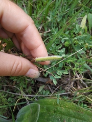 Chamaecytisus wulfii
