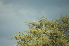 Tockus damarensis