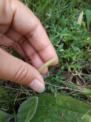 Chamaecytisus wulfii