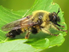 Laphria sacrator