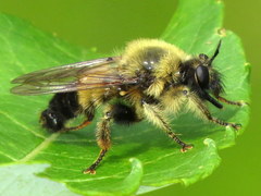 Laphria sacrator