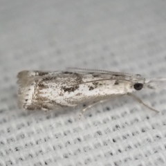 Microcrambus kimballi