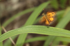 Choranthus vitellius