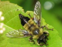 Laphria sacrator