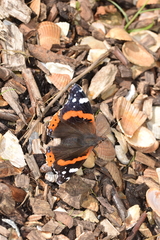 Vanessa atalanta