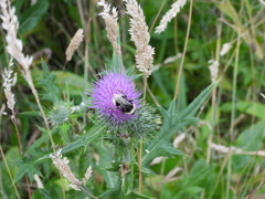 Bombus vestalis