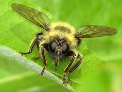 Laphria sacrator