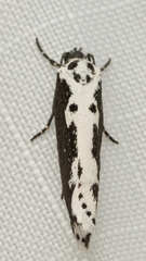 Ethmia semilugens