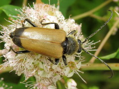 Trigonarthris