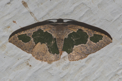 Celenna festivaria