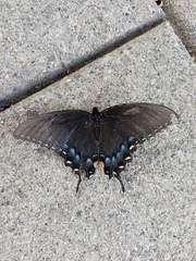 Papilio glaucus