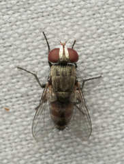 Miltogramminae
