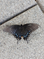 Papilio glaucus
