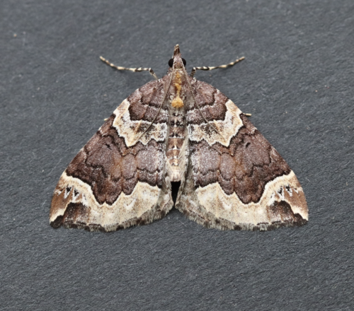 Northwestern Phoenix Moth photo 5