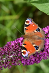 Aglais io