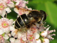 Eristalis obscura
