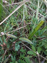 Chamaecytisus wulfii