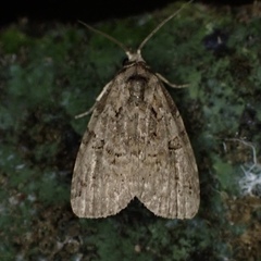 Pseudeustrotia indeterminata