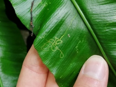 Phytomyza scolopendri