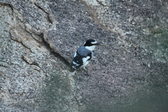 Lanioturdus torquatus