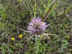 Dipsacus fullonum