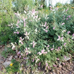 Mimosa dysocarpa