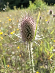 Dipsacus fullonum