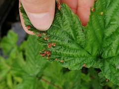 Dasineura ulmaria
