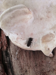 Zopheridae