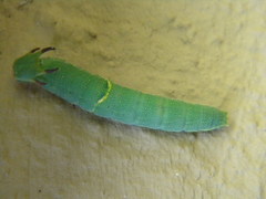 Charaxes
