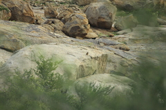 Pternistis hartlaubi