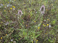 Dipsacus fullonum