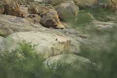 Pternistis hartlaubi