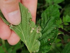 Dasineura ulmaria