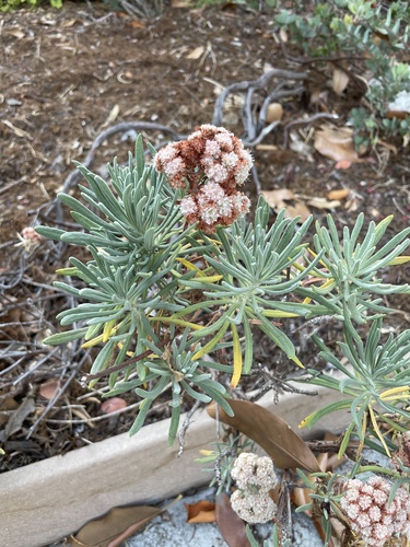 photo of Santa Cruz Island Wild Buckwheat (Eriogonum arborescens)