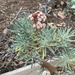 photo of Santa Cruz Island Wild Buckwheat (Eriogonum arborescens)