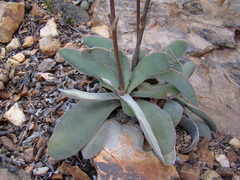 Crassula cotyledonis