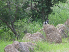 Lanioturdus torquatus