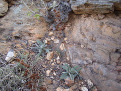 Crassula cotyledonis