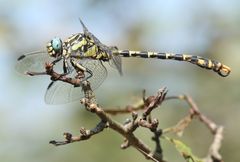 Onychogomphus uncatus
